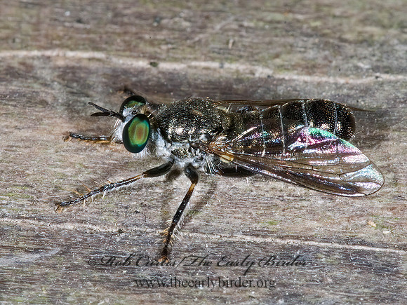 Atomosia puella  LAPHRIINAE ROBBER FLY 6024063z