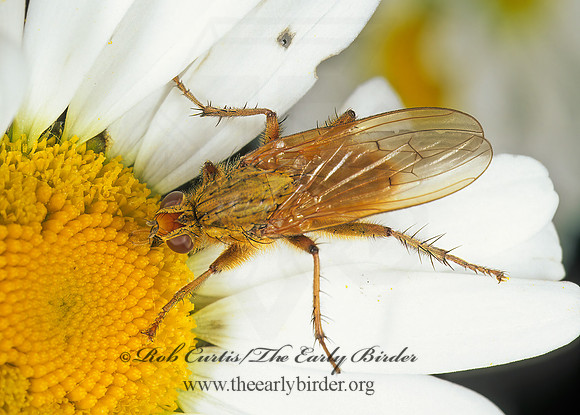 Scathophaga stercoraria  DUNG FLY 207305z