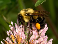 Bombus bimaculatus 2-SPOTTED BUMBLEBEE 9078531z