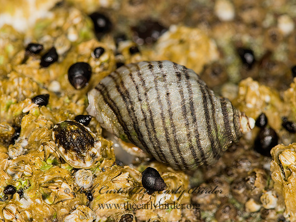 Nucella ostrina  STRIPED DOGWHISTLE 9059363z