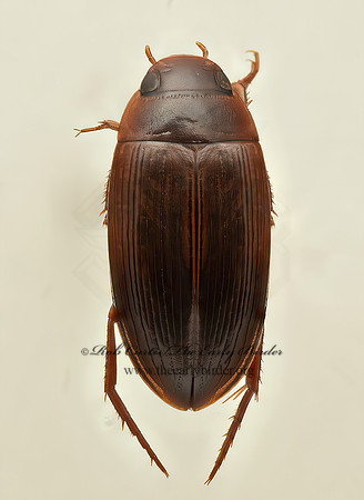Copelatus distinctus  COPELATINAE DIVING BEETLE 9019524z