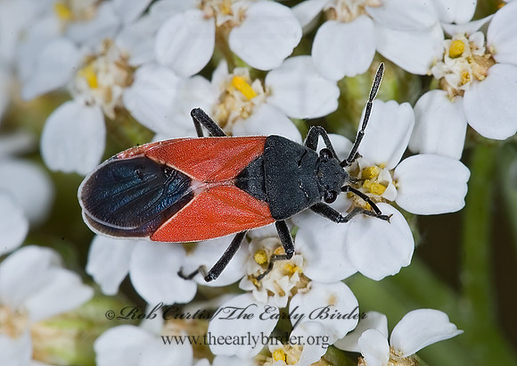 Melanopleurus belfragei 7009976iz