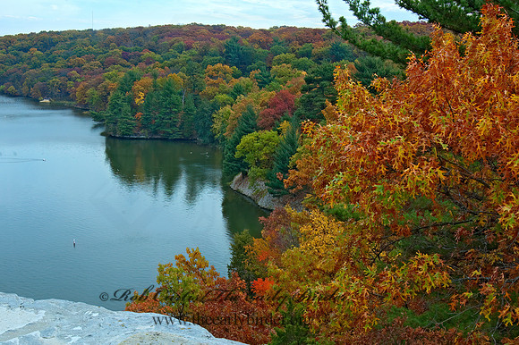 FALL FOREST SCENE 5016993z
