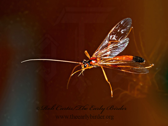 Opheltes glaucopterus barberi  ICHNEUMON WASP 8034204z