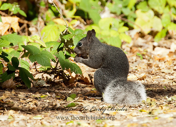 Sciurus griseus  WESTERN GRAY SQUIRREL 8020638z