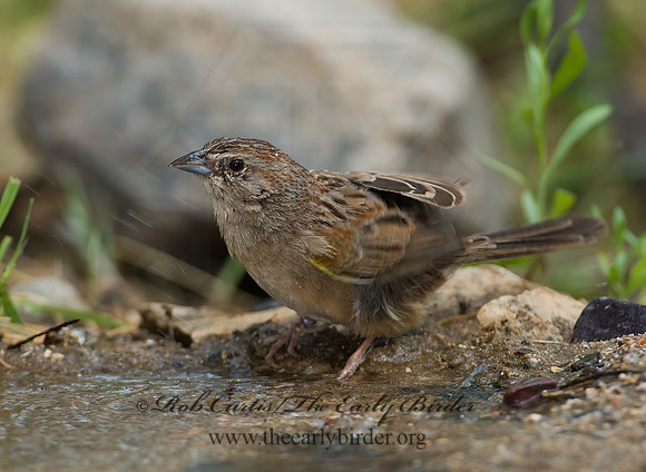Aimophila ruficeps  RUFOUS-CROWNED SPARROW  7008113z