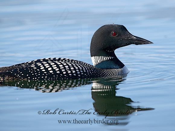 Gavia immer  COMMON LOON 9067841-z