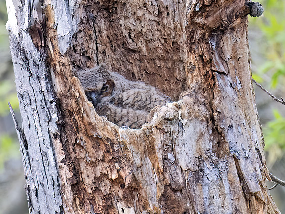 Bubo virginianus  GREAT HORNED OWL 9076190Z
