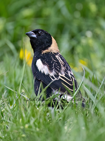 Dolichonyx oryzivorus  BOBOLINK 9076478z