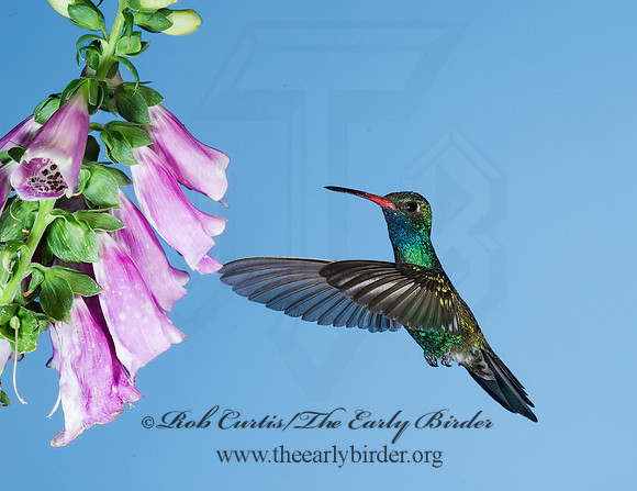 Cyanthus latirostris  BROAD-BILLED HUMMINGBIRD 6025823