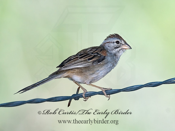 Peucaea carpalis  RUFOUS-WINGED SPARROW 7007933z