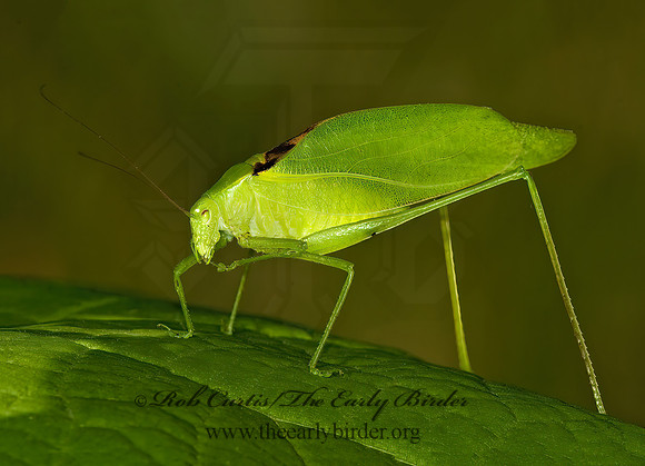 Amblycorypha oblongifolia  OBLONG-WINGED KATYDID 5010849 Mz