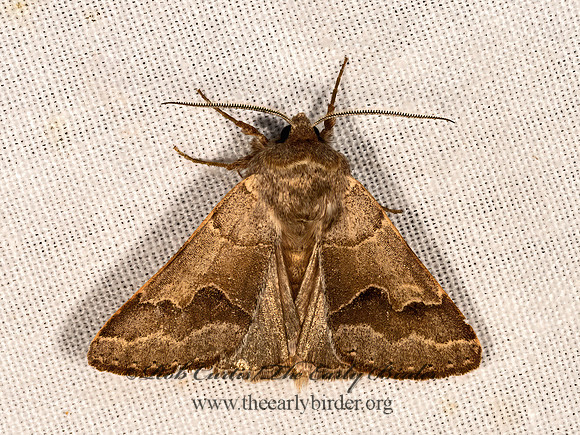 Cissusa valens  VIGOROUS CISSUSA MOTH 3037908z