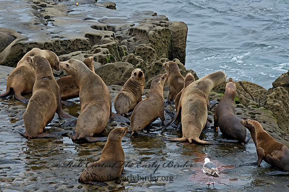 Zalophus californianus  CALIFORNIA SEA LION 9055543z