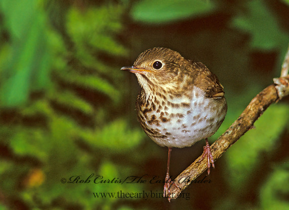 Catharus ustulatus  SWAINSON'S THRUSH 166221z