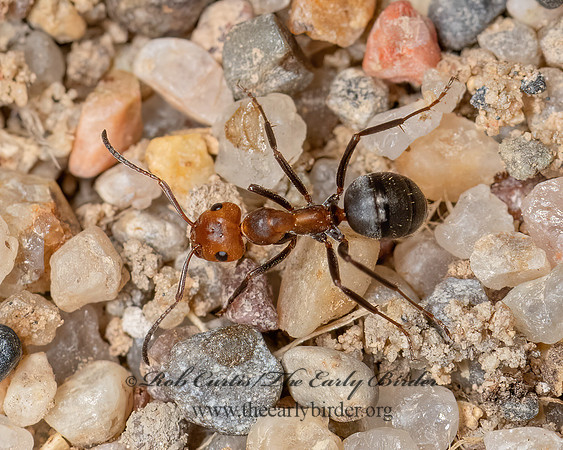 Formica integra group   FIELD ANT 3025210z