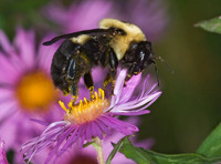 Bombus griseocollis BROWN-BELTED BUMBLE BEE 6016574 z