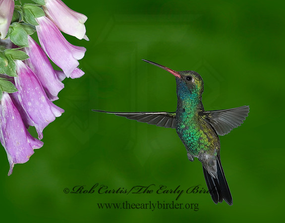 Cyanthus latirostris  BROAD-BILLED HUMMINGBIRD 6025669