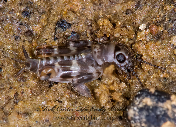 Ellipes minuta 6009721z