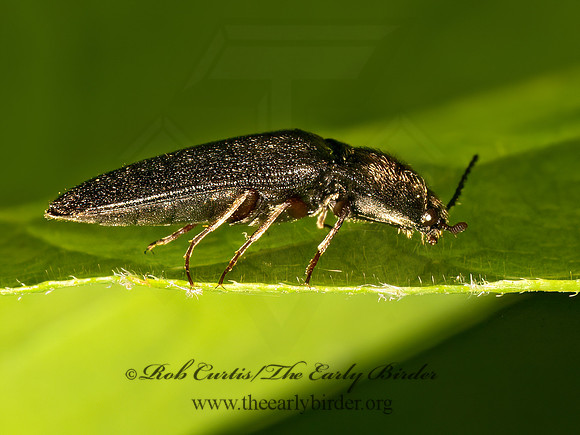 Ampedus impolitus  CLICK BEETLE 9079425z