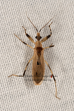 Oncocephalus geniculatus  ASSASSIN BUG 3031539z