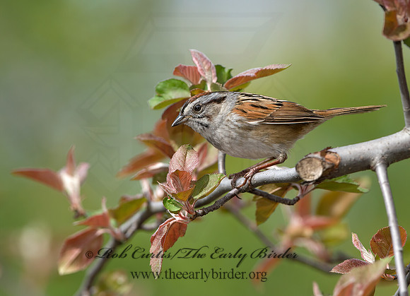 Melospiza georgiana  SWAMP SPARROW 9042989z