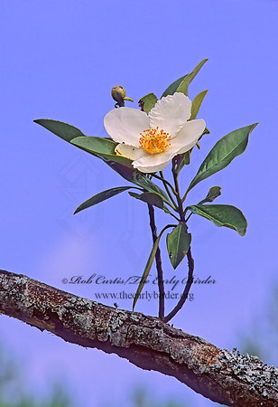 Gordonia lasianthus  LOBOLLY-BAY 262329z