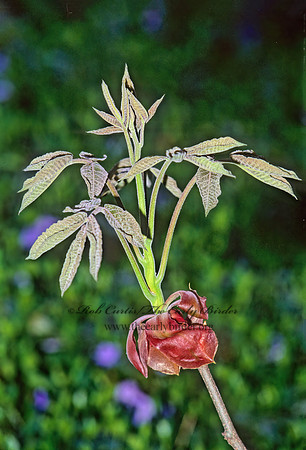Carya ovata   SHAGBARK HICKORY 285528 z