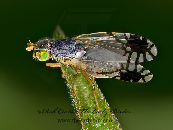 Trupanea actinobola~  FRUIT FLY 9079261z