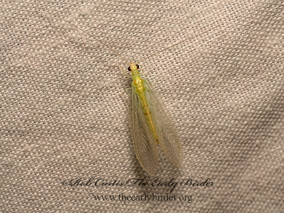 Chrysopa quadripunctata 4-SPOTTED GREEN LACEWING 9082620z
