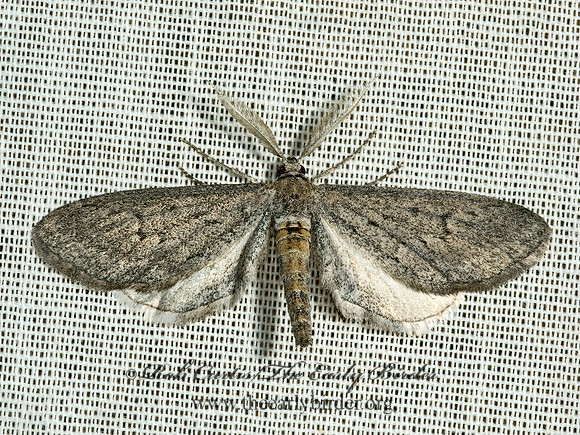 Glaucina BOARMIINI GEOMETER 5005388z