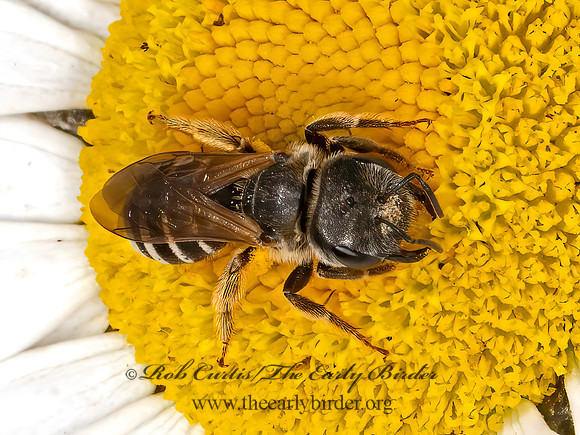 Halictus ligatus  LIGATED FURROW BEE 9068692z