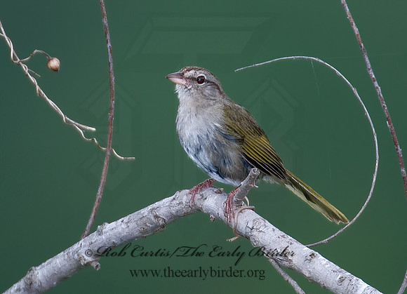 Arremonops rufvirgatus  OLIVE SPARROW 7006560z
