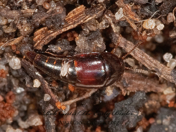 Coproporus ventriculus 3003101 z