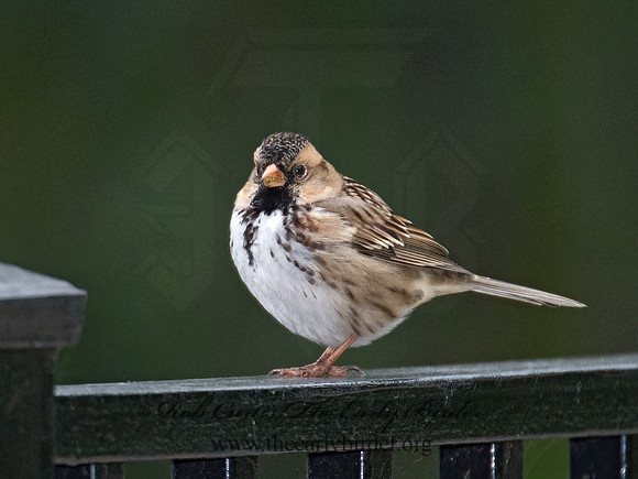 Zonotrichia querula  HARRIS'S SPARROW 9015429z