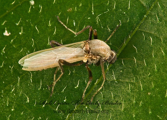 Sphaeromias longipennis  BITING MIDGE 8005202z