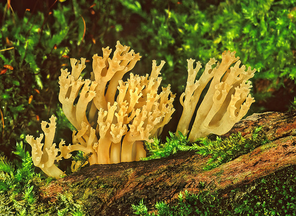 Artomyces pyxidatus  CROWN-TIPPED CORAL FUNGUS 207209z