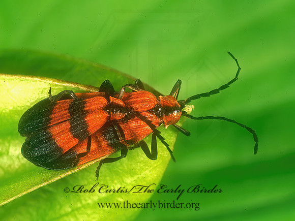 Calopteron reticulatum 278303z
