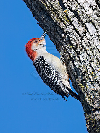 Melanerpes carolinus  RED-BELLIED WOODPECKER 9075994z