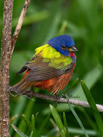 Passerina ciris  PAINTED BUNTING 3030399z