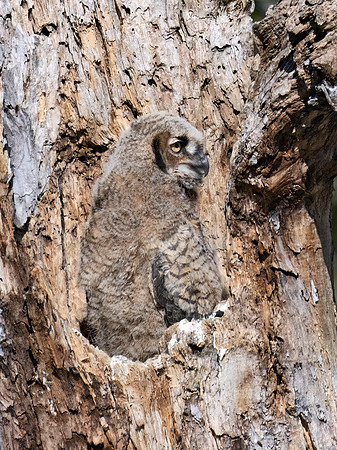 Bubo virginianus  GREAT HORNED OWL 9076290Z