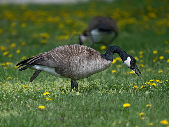 Branta canadensis  CANADA GOOSE 9076723z-