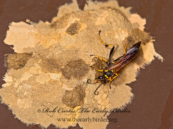 Sceliphron caementarium  BLACK & YELLOW MUD DAUBER 9048103z