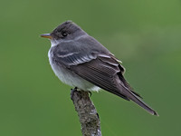 Empidonax TRAILL'S FLYCATCHER 9077240z
