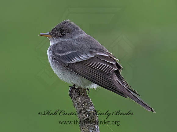 Empidonax TRAILL'S FLYCATCHER 9077240z