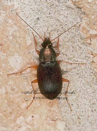 Chlaenius pensylvanicus 200621z