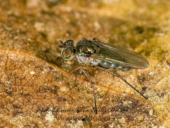 Pelastoneurus vagans  LONGLEGGED FLY ~ 8016662z