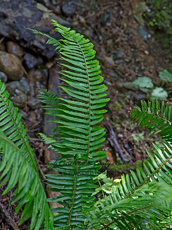 Polystichum munitum  WESTERN SWORD FERN 9059246z