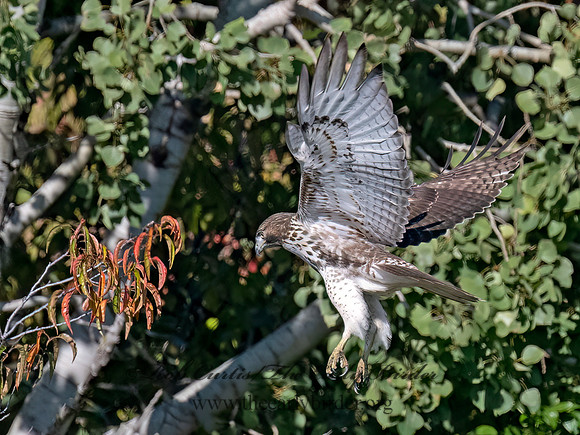 Buteo jamaicensis RED-TAILED HAWK 9091491 (1)