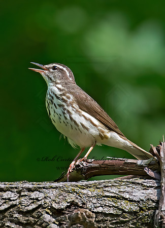 Parkesia motacilla  LOUISIANA WATERTHRUSH 9023247z